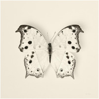 Butterfly IV - BW -Paper Art-20"x20"