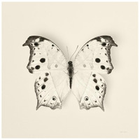 Butterfly IV - BW -Paper Art-26"x26"