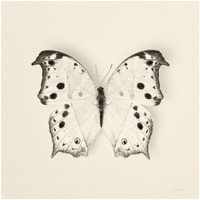 Butterfly IV - BW -Paper Art-32"x32"