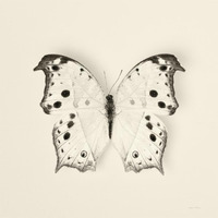 Butterfly IV - BW -Paper Art-38"x38"