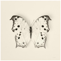 Butterfly IV - BW -Paper Art-42"x42"