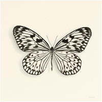 Butterfly V - BW -Paper Art-20"x20"