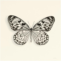 Butterfly V - BW -Paper Art-32"x32"