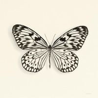 Butterfly V - BW -Paper Art-38&quotx38"