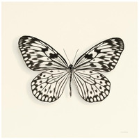 Butterfly V - BW -Paper Art-42"x42"