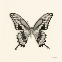 Butterfly VI - BW -Paper Art-20"x20"