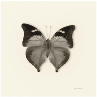 Butterfly VII - BW -Paper Art-20"x20"