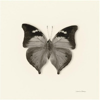 Butterfly VII - BW -Paper Art-32"x32"