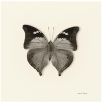 Butterfly VII - BW -Paper Art-42"x42"