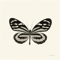 Butterfly VIII - BW -Paper Art-20"x20"