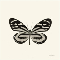 Butterfly VIII - BW -Paper Art-26"x26"