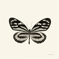 Butterfly VIII - BW -Paper Art-32"x32"