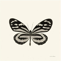 Butterfly VIII - BW -Paper Art-42"x42"