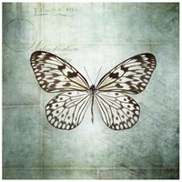 French Butterfly V -Paper Art-26"x26"