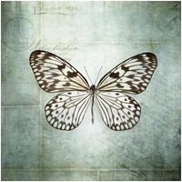 French Butterfly V -Paper Art-32"x32"