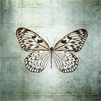 French Butterfly V -Paper Art-38&quotx38"