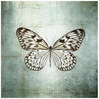 French Butterfly V -Paper Art-42"x42"