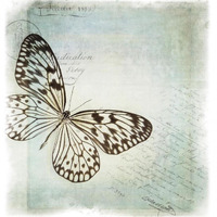 Floating Butterfly IV -Paper Art-38"x38"