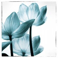 Translucent Tulips III Sq Teal -Paper Art-17.04"x18"