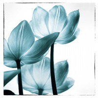 Translucent Tulips III Sq Teal -Paper Art-39.6"x42"