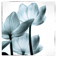 Translucent Tulips III Sq Aqua -Paper Art-17.04"x18"