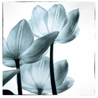 Translucent Tulips III Sq Aqua -Paper Art-22.68"x24"