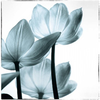 Translucent Tulips III Sq Aqua -Paper Art-30.2"x32"