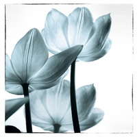 Translucent Tulips III Sq Aqua -Paper Art-39.6"x42"