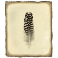 Feather I Vintage -Paper Art-20.48&quotx24"