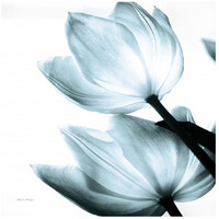 Translucent Tulips II Sq Aqua -Paper Art-20"x20"