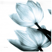 Translucent Tulips II Sq Aqua -Paper Art-26"x26"