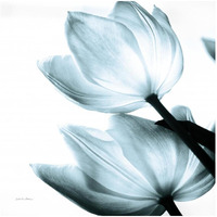 Translucent Tulips II Sq Aqua -Paper Art-32"x32"