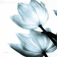 Translucent Tulips II Sq Aqua -Paper Art-38"x38"