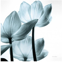 Translucent Tulips III Sq Aqua -Paper Art-20"x20"