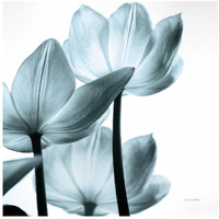 Translucent Tulips III Sq Aqua -Paper Art-26"x26"