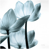 Translucent Tulips III Sq Aqua -Paper Art-32"x32"