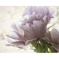 Translucent Peony I -Paper Art-37"x30"