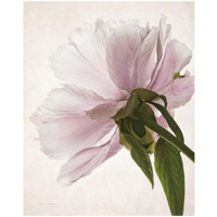 Translucent Peony III -Paper Art-18"x22"