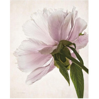 Translucent Peony III -Paper Art-24&quotx30"