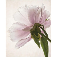 Translucent Peony III -Paper Art-30"x37"