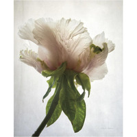 Translucent Peony VII -Paper Art-30"x37"