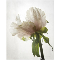 Translucent Peony VIII -Paper Art-18&quotx22"