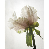 Translucent Peony VIII -Paper Art-30"x37"