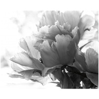 Translucent Peony I - BW -Paper Art-22"x18"