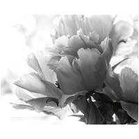 Translucent Peony I - BW -Paper Art-26"x22"