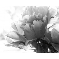 Translucent Peony I - BW -Paper Art-30"x24"