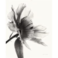 Translucent Peony II - BW -Paper Art-30"x37"