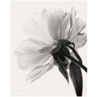 Translucent Peony III - BW -Paper Art-18"x22"