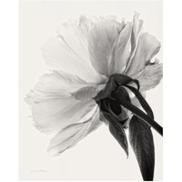 Translucent Peony III - BW -Paper Art-22"x26"