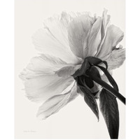 Translucent Peony III - BW -Paper Art-24"x30"